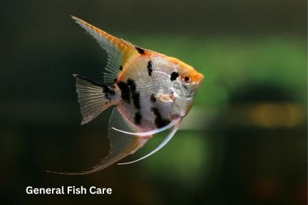 angelfish