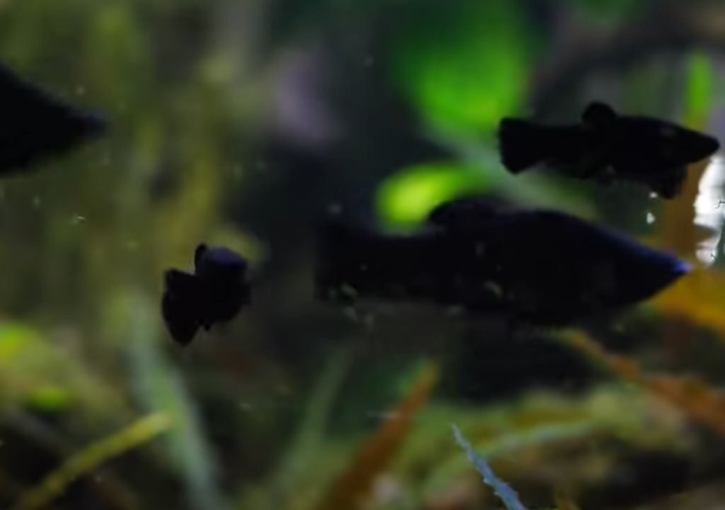 Molly Fish