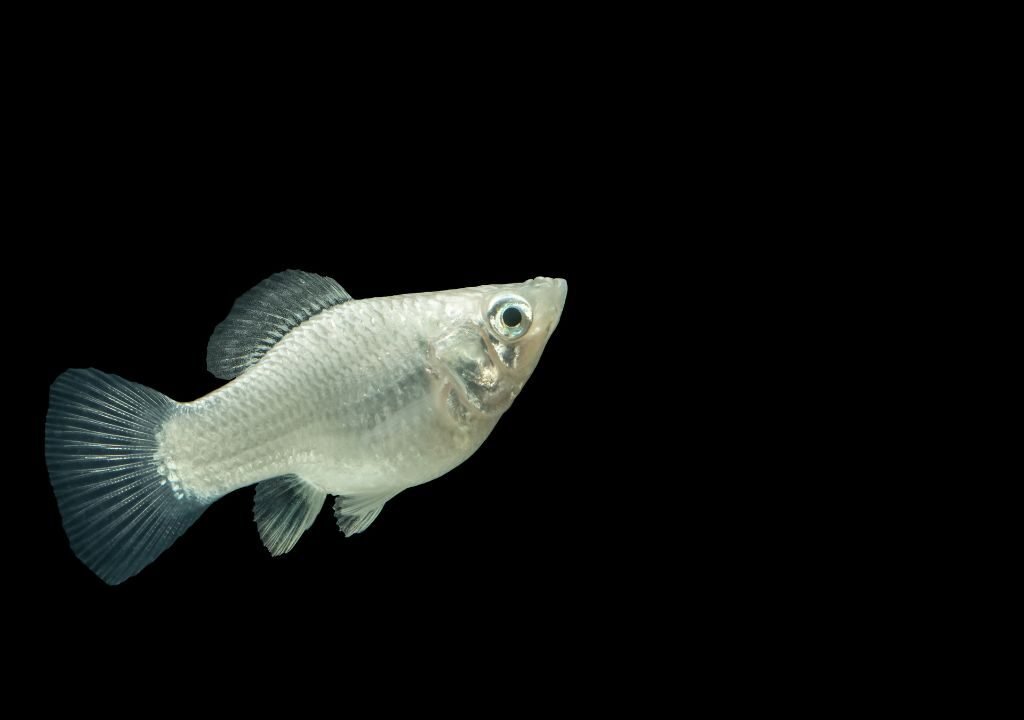 Molly Fish Care