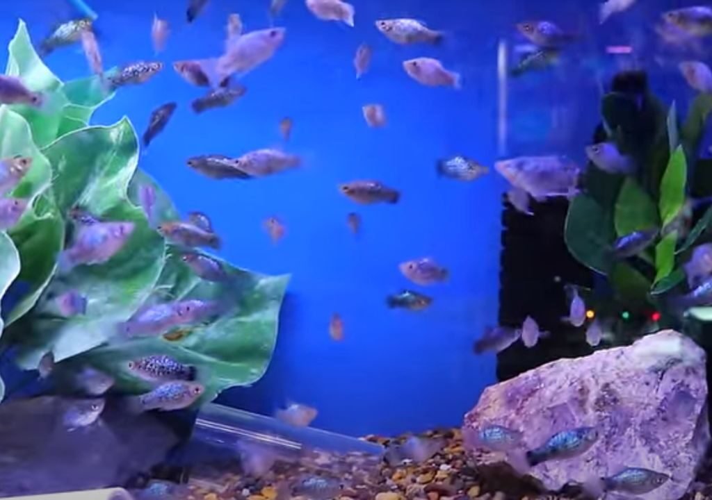 Molly Fish Tank