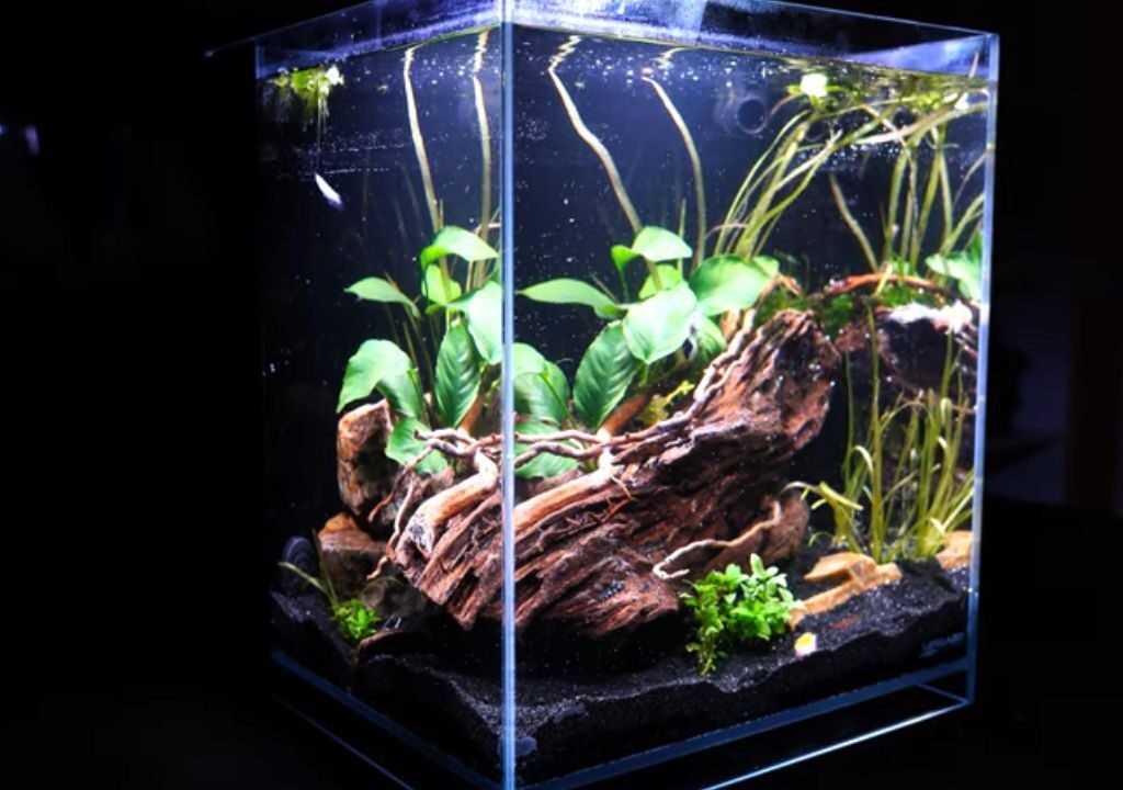 10-Gallon Aquarium