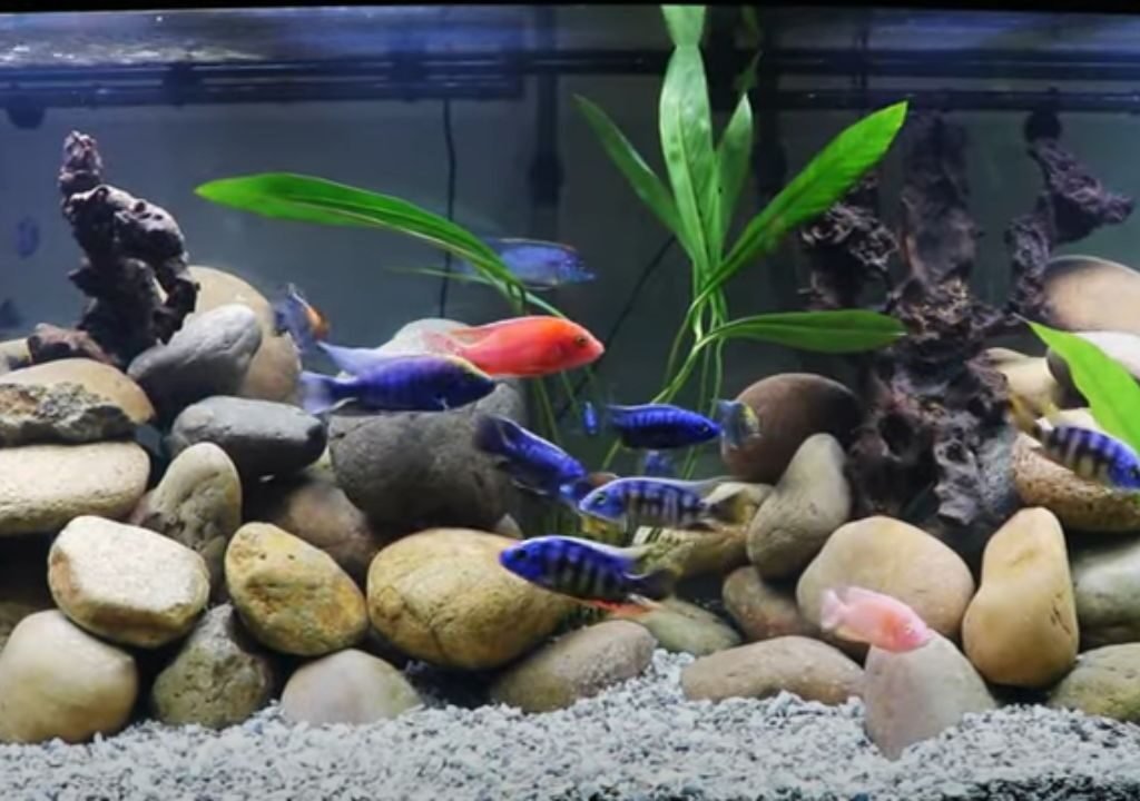 75-Gallon Aquarium