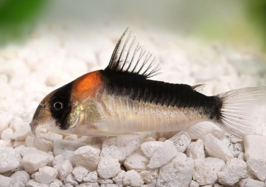Adolfo's Cory Cat