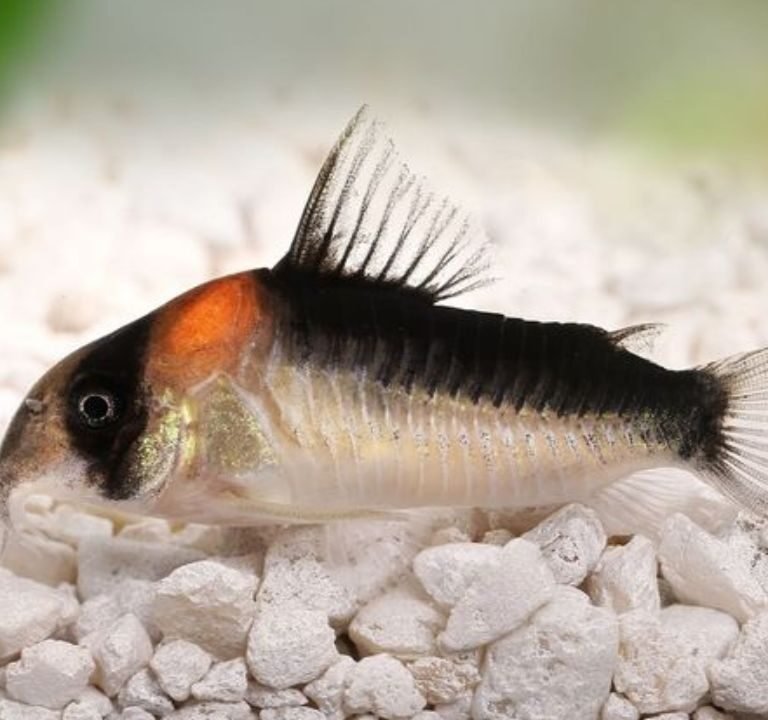 Adolfo's Cory Cat