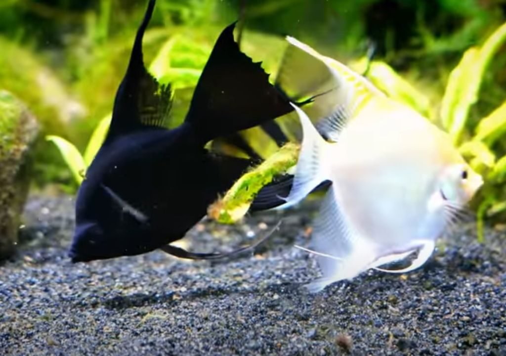 Angelfish