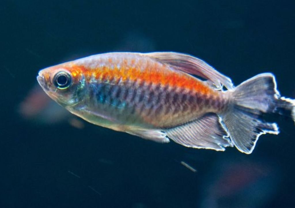 Congo Tetra