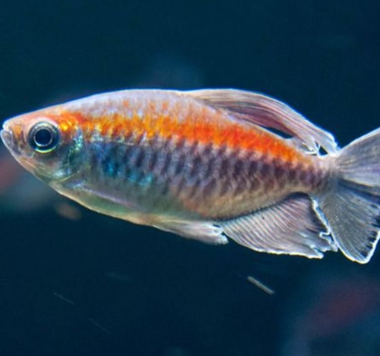 Congo Tetra