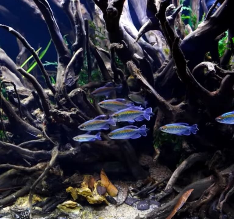 Congo Tetra