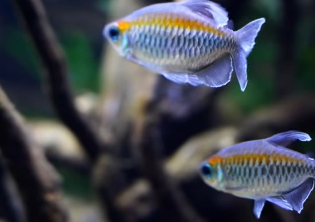 Congo Tetra Breeding