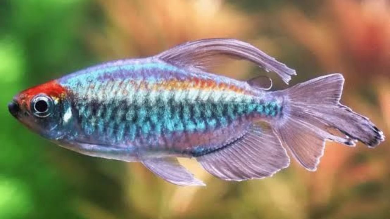 Congo Tetra Care