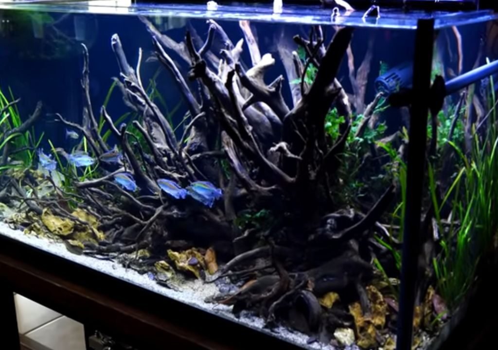 Congo Tetra Care