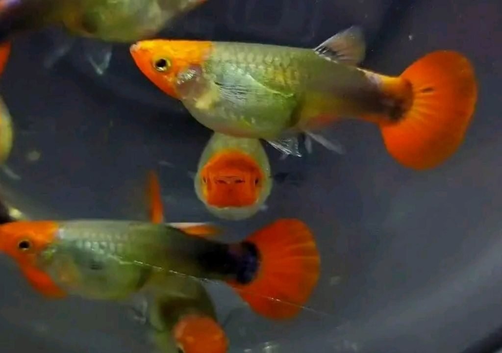 Guppy Breeding