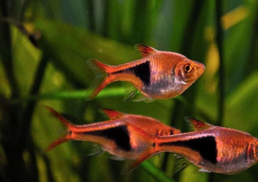 Harlequin Rasbora Care and Breeding