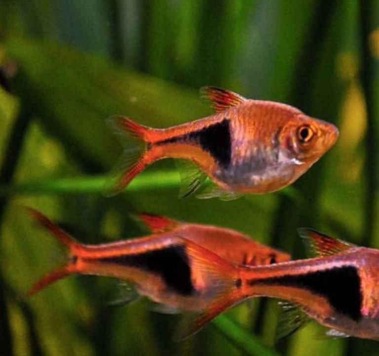 Harlequin Rasbora Care and Breeding