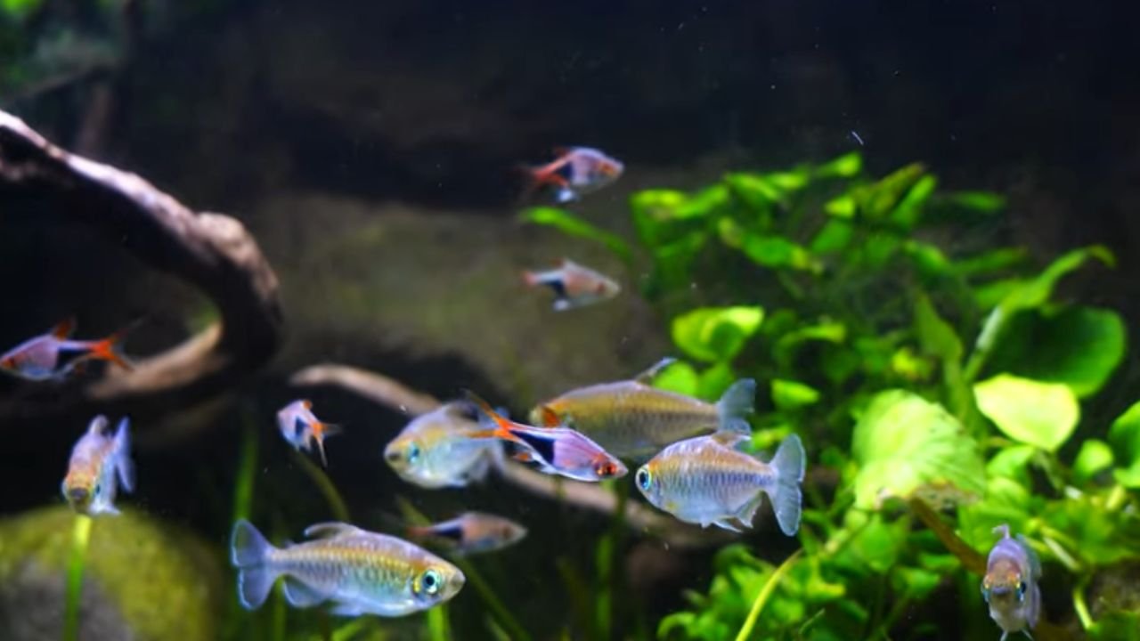 Harlequin Rasbora Tank