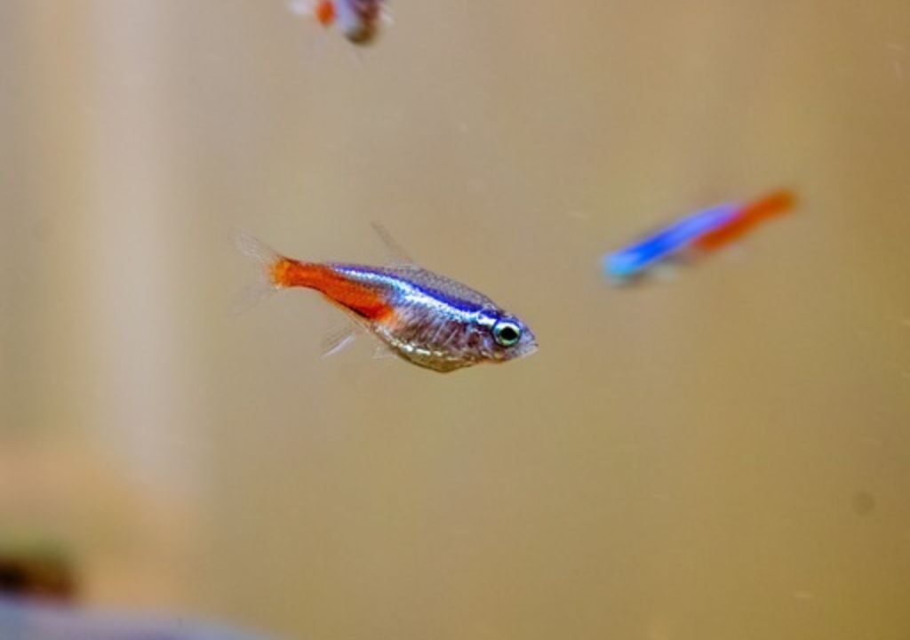 Neon Tetra setup for fish