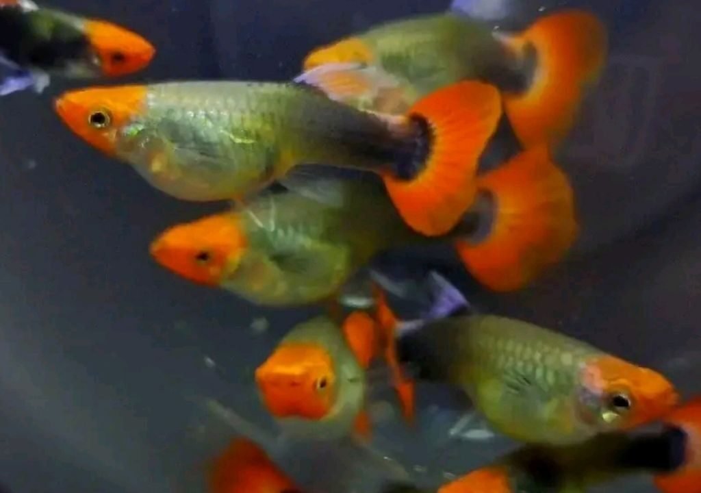 Platy fish breeding