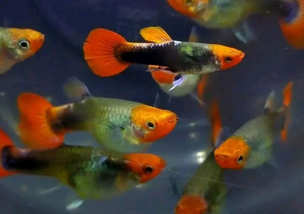 Platy fish care