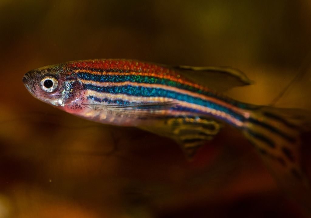 Zebra Danio