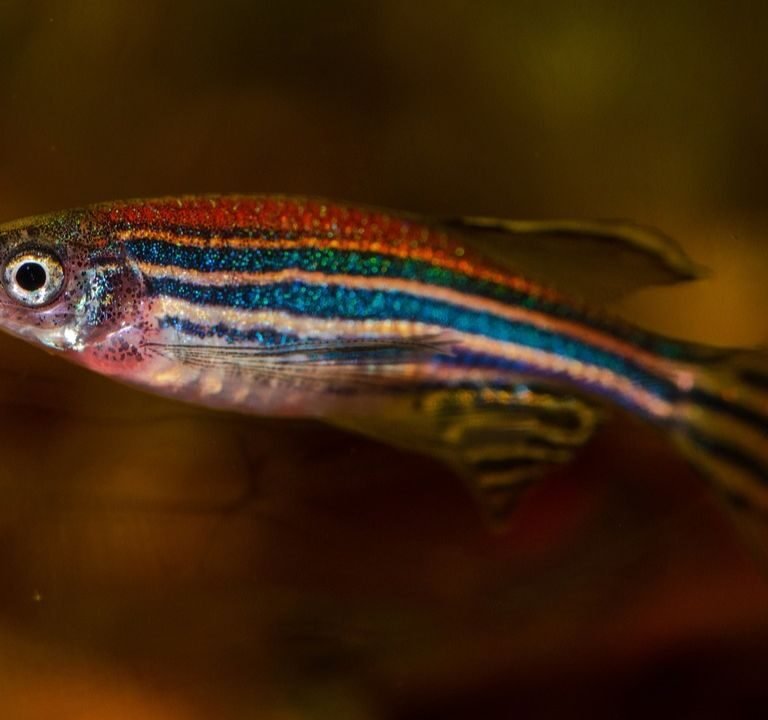 Zebra Danio