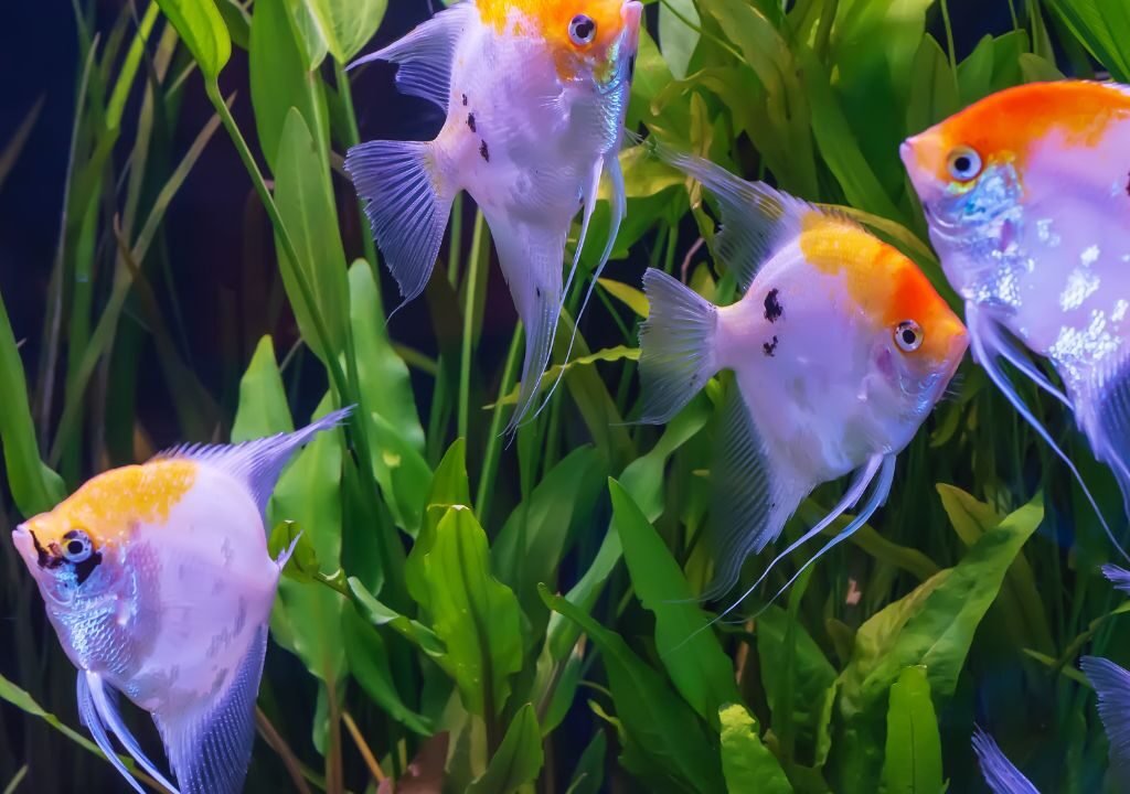 angelfish care