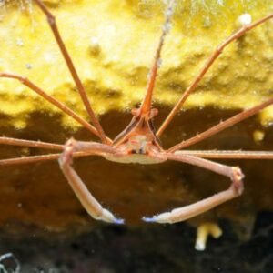 Arrow Crab