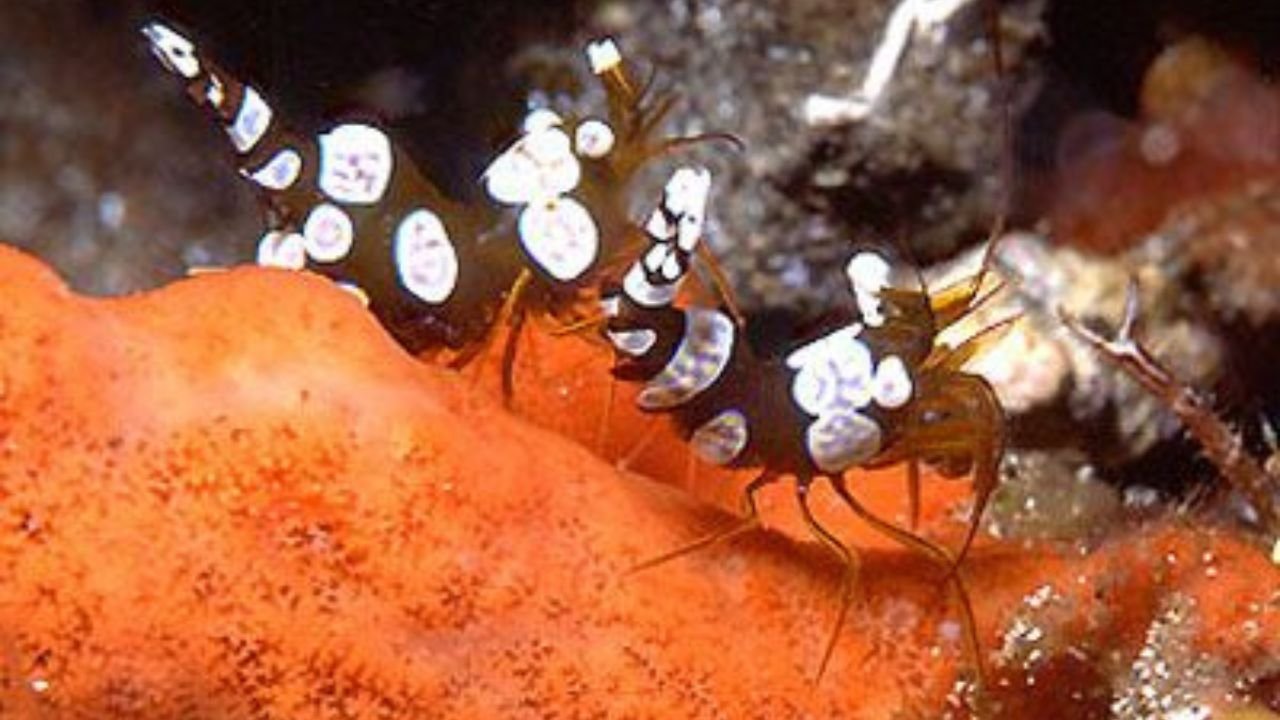 Breeding Sexy Shrimp