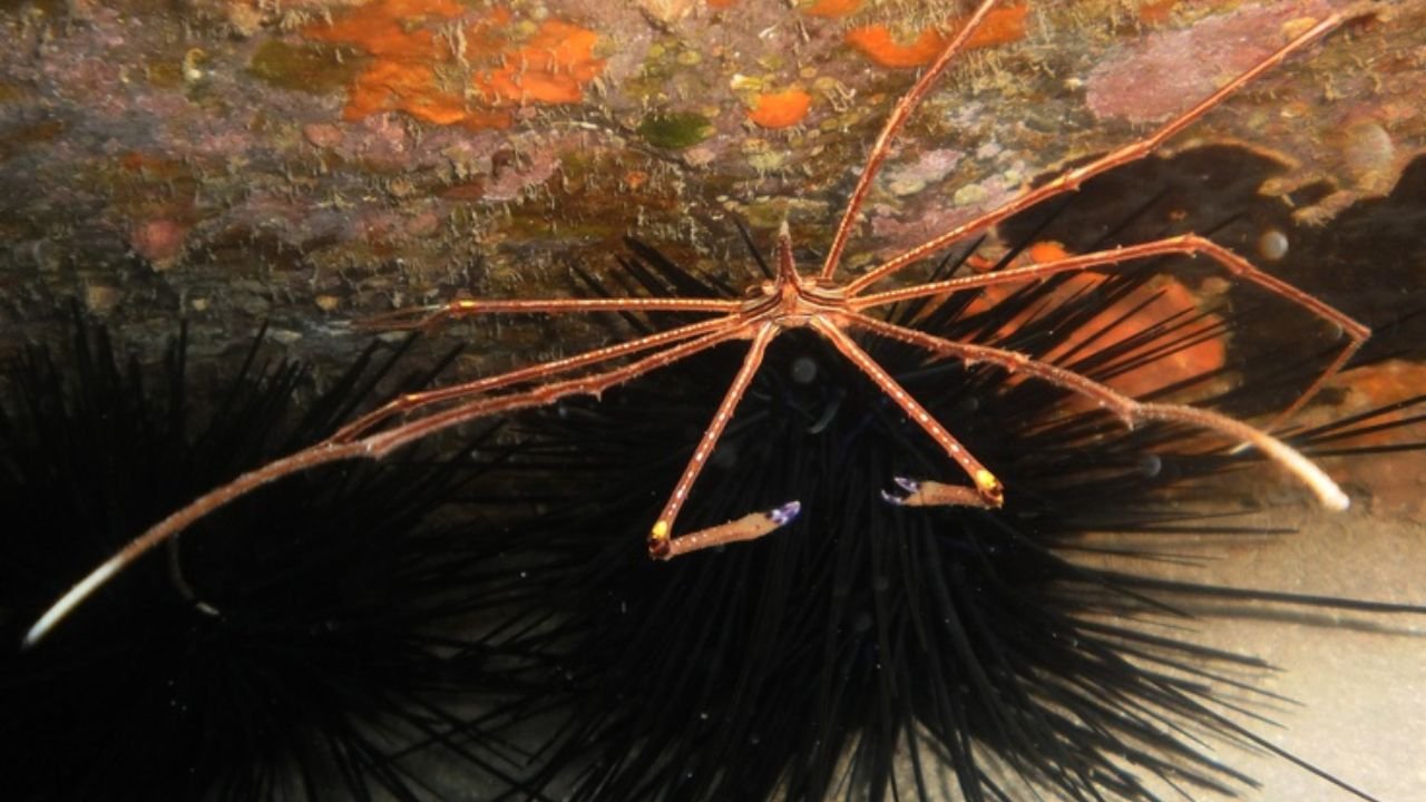 Feeding Arrow Crabs