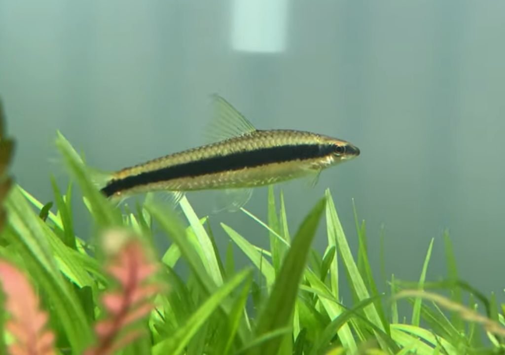 Siamese Algae Eater Care