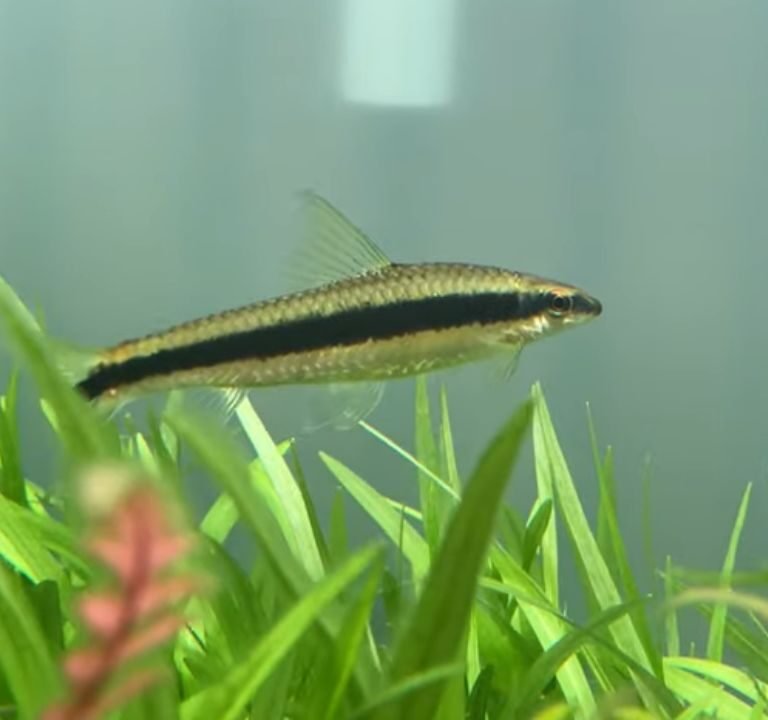 Siamese Algae Eater Care