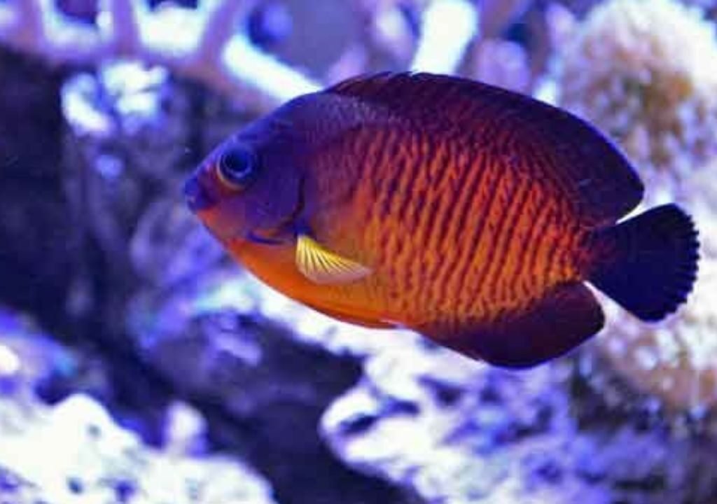 Beauty Angelfish Care