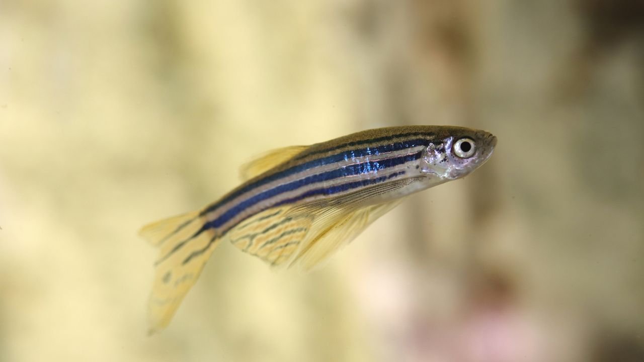 Breeding Zebra Danios