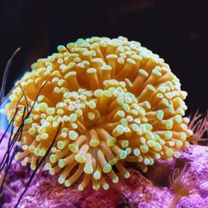 Bubble Tip Anemone