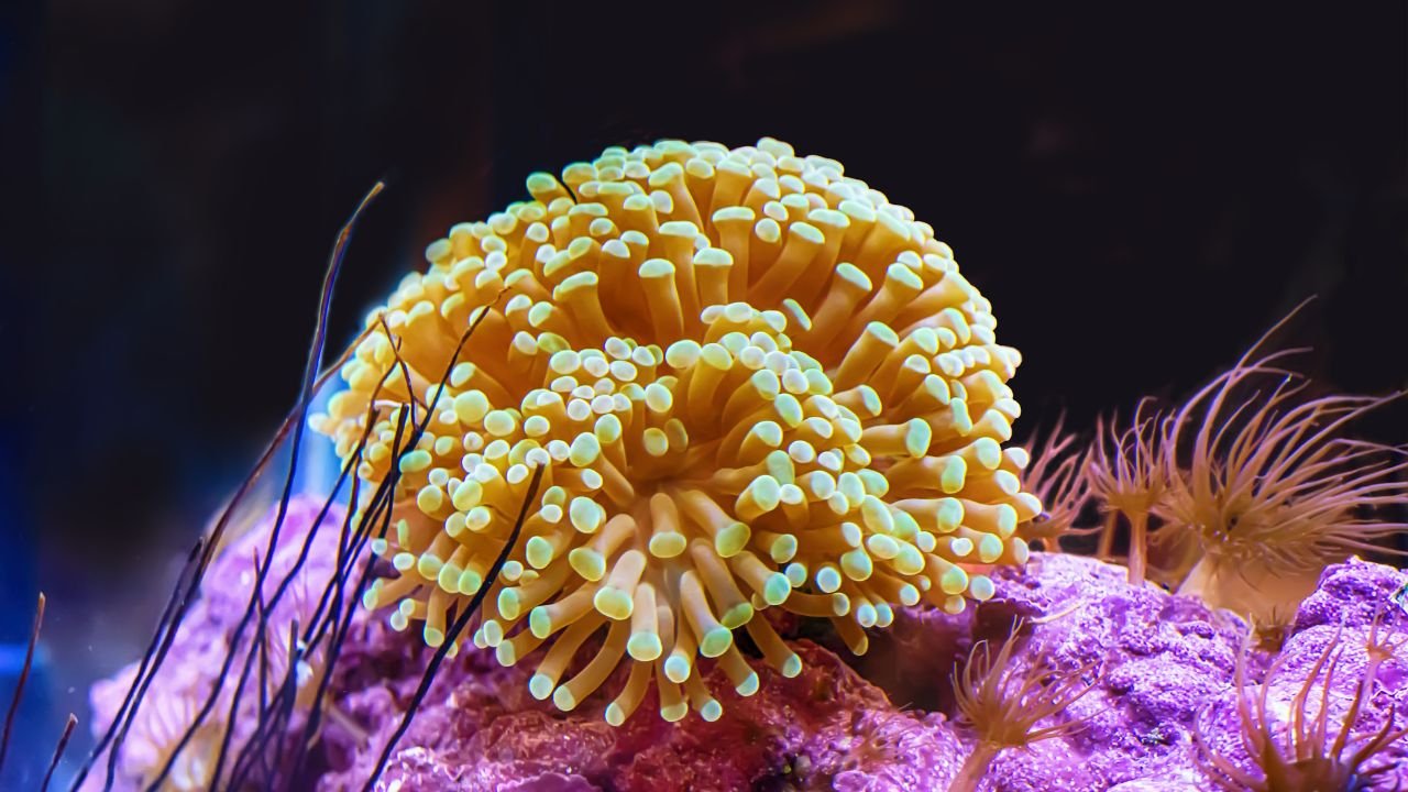 Bubble Tip Anemone