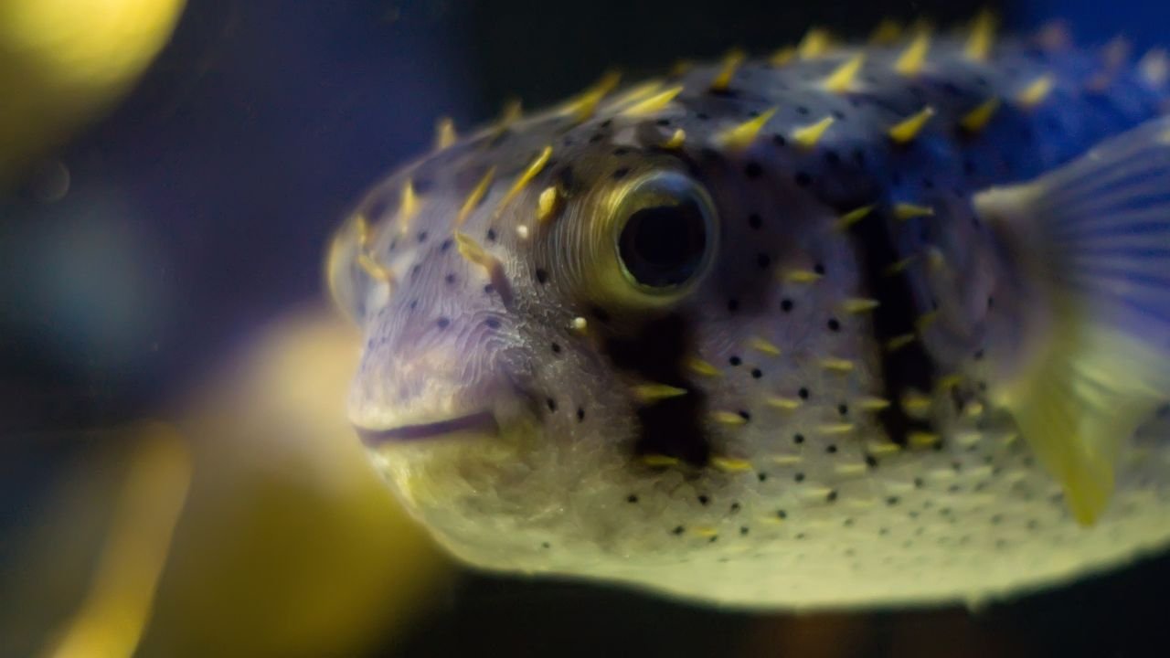 Porcupine Puffer Fish Cost