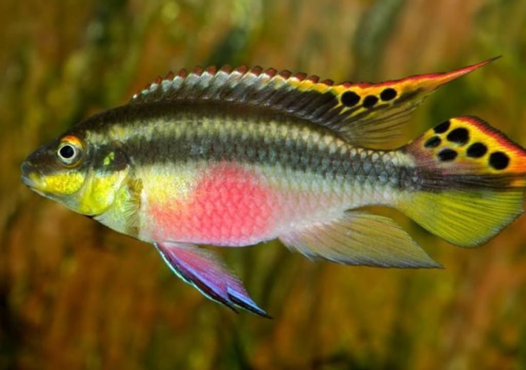 Kribensis Cichlid