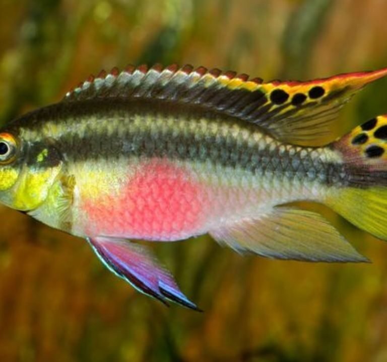 Kribensis Cichlid