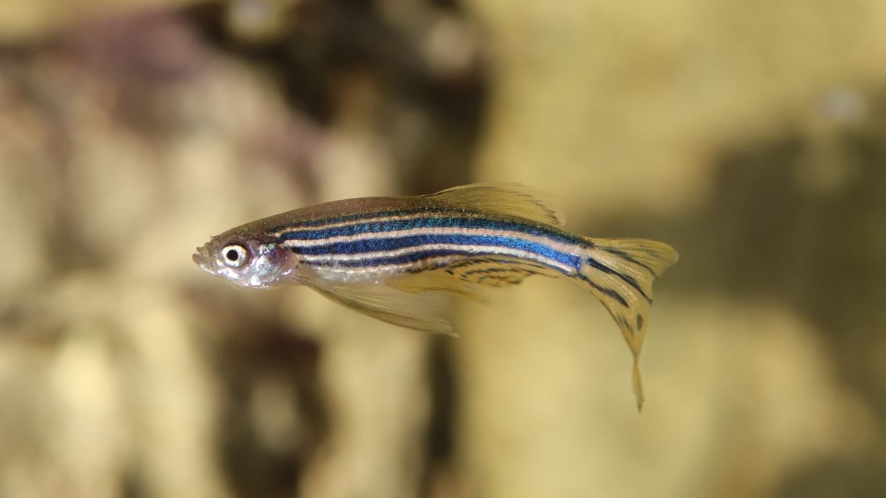 Zebra Danios Size