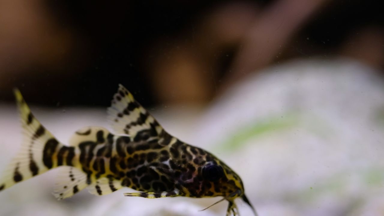 Feeding Synodontis Catfish