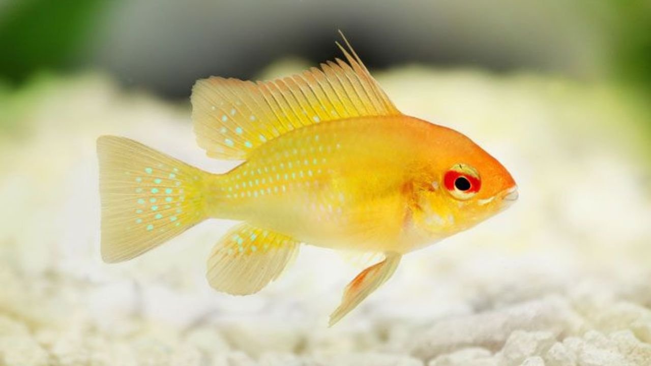 Golden Ram Cichlid Care