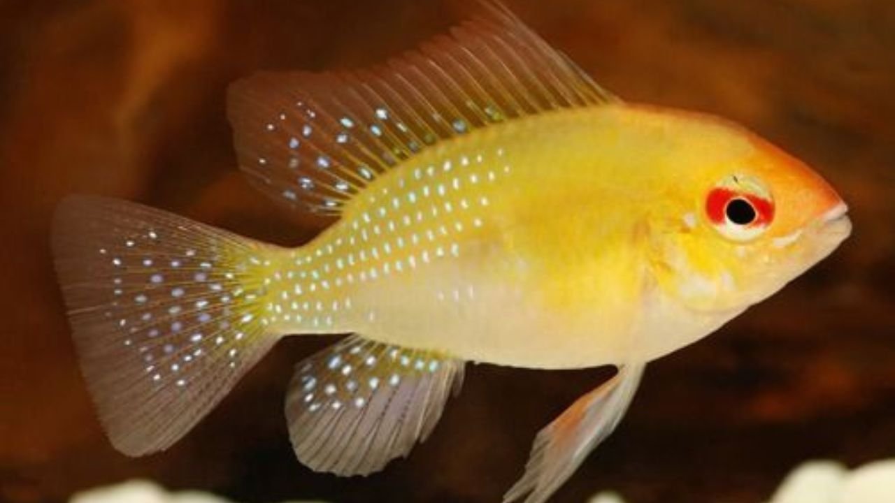 Golden Ram Cichlid Fish
