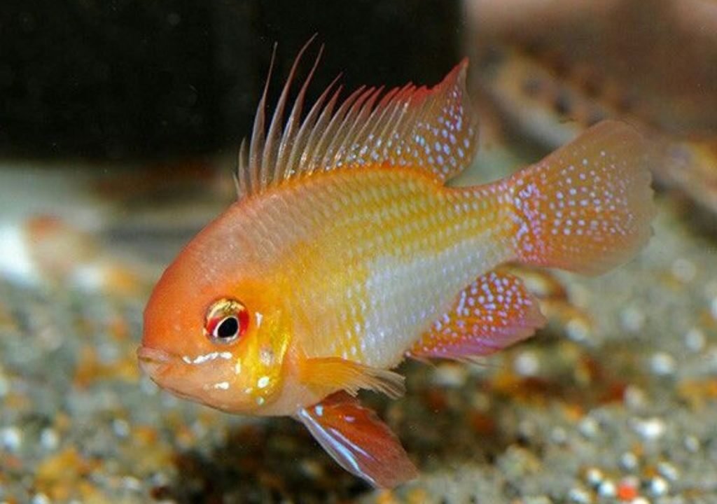 Golden Ram Fish
