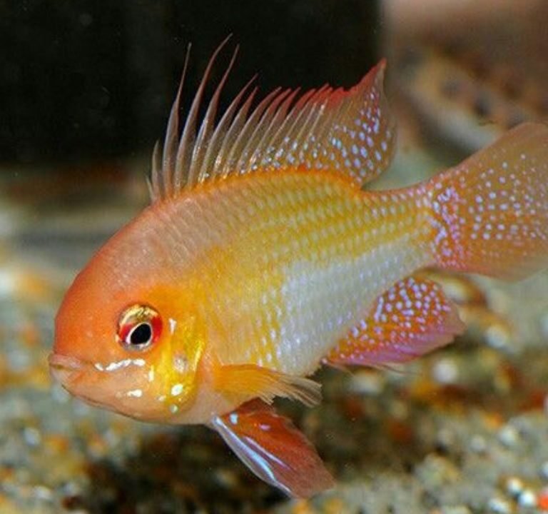Golden Ram Fish