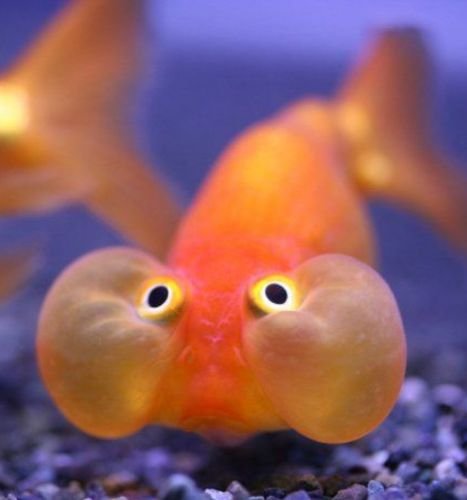 Goldfish in an Aquarium