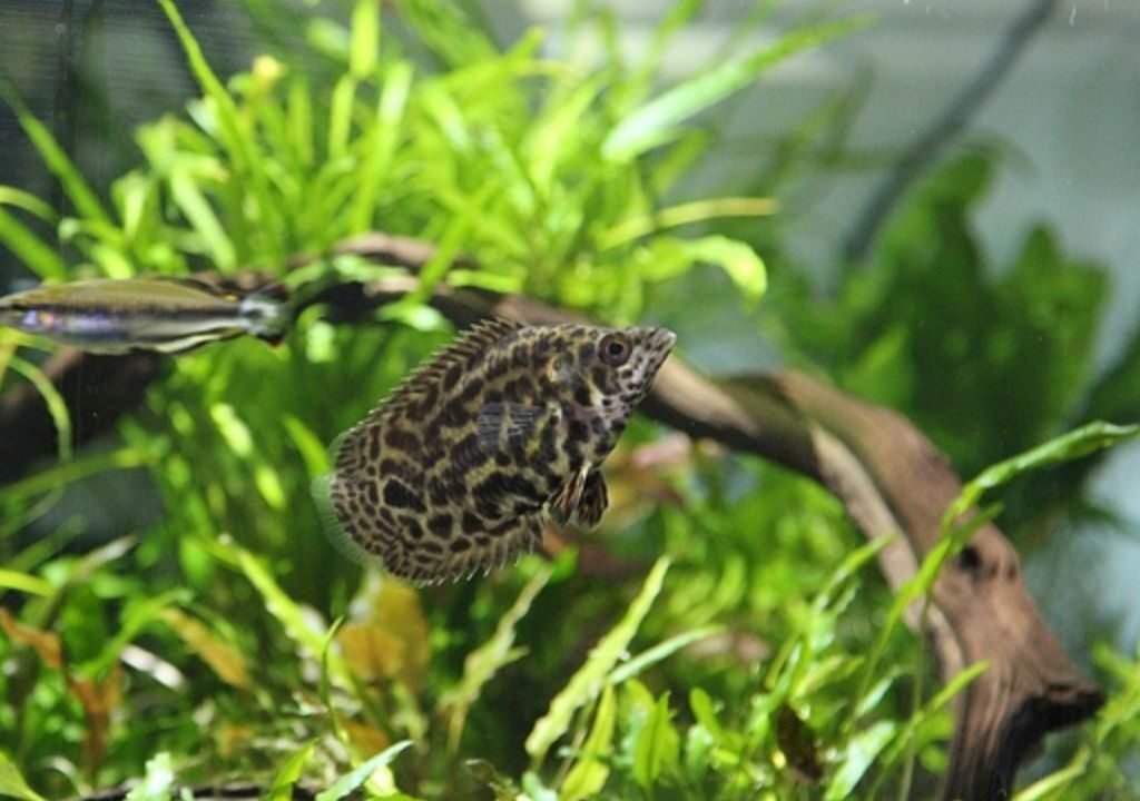 Leopard Bush