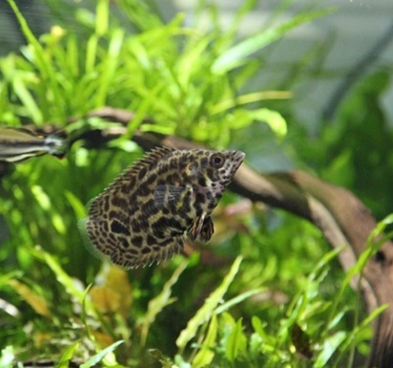 Leopard Bush