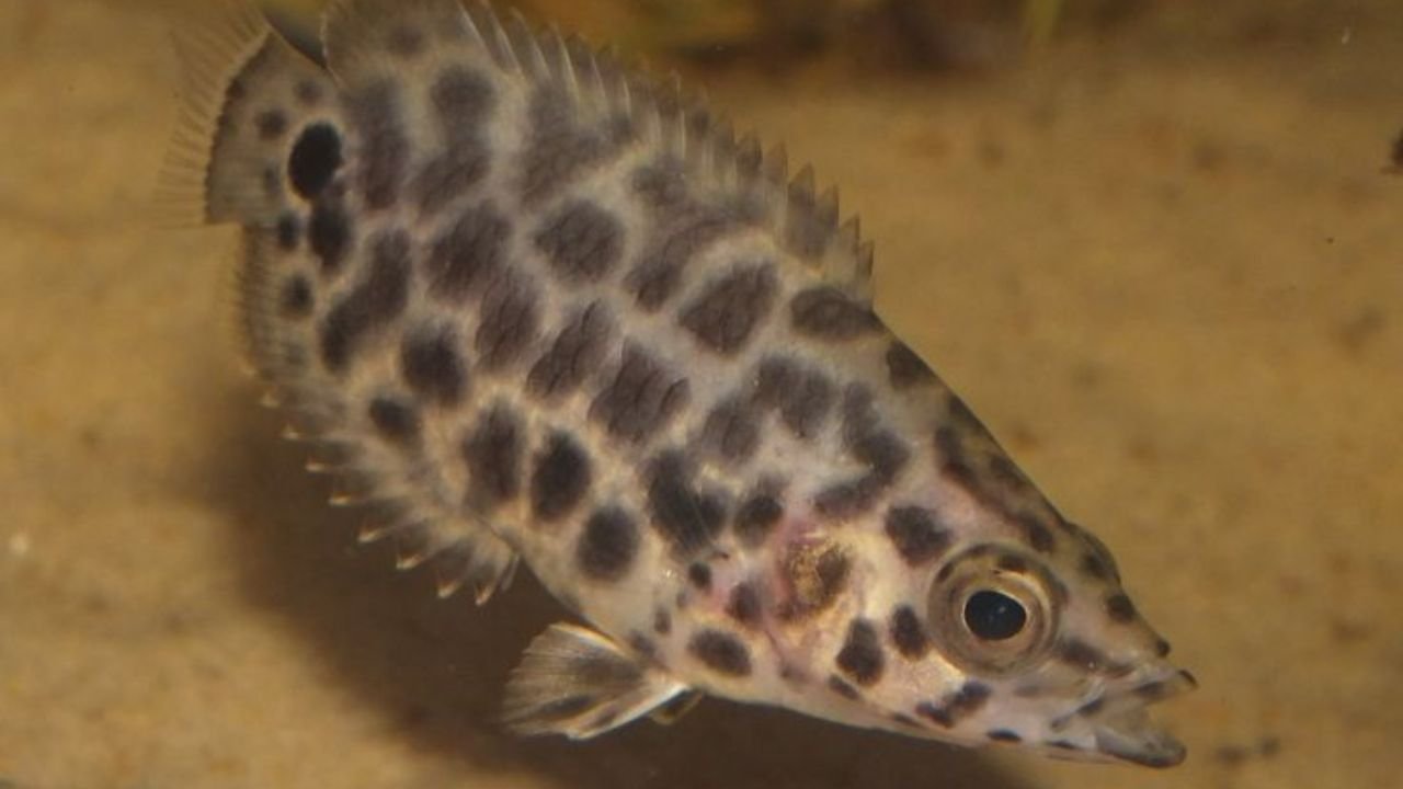 Leopard Bush Fish