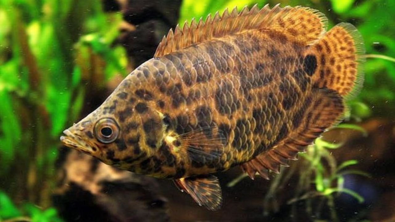 Leopard Ctenopoma fish