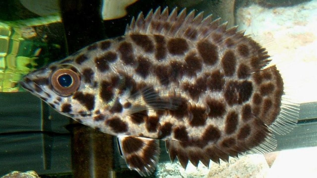 Leopard Ctenopoma