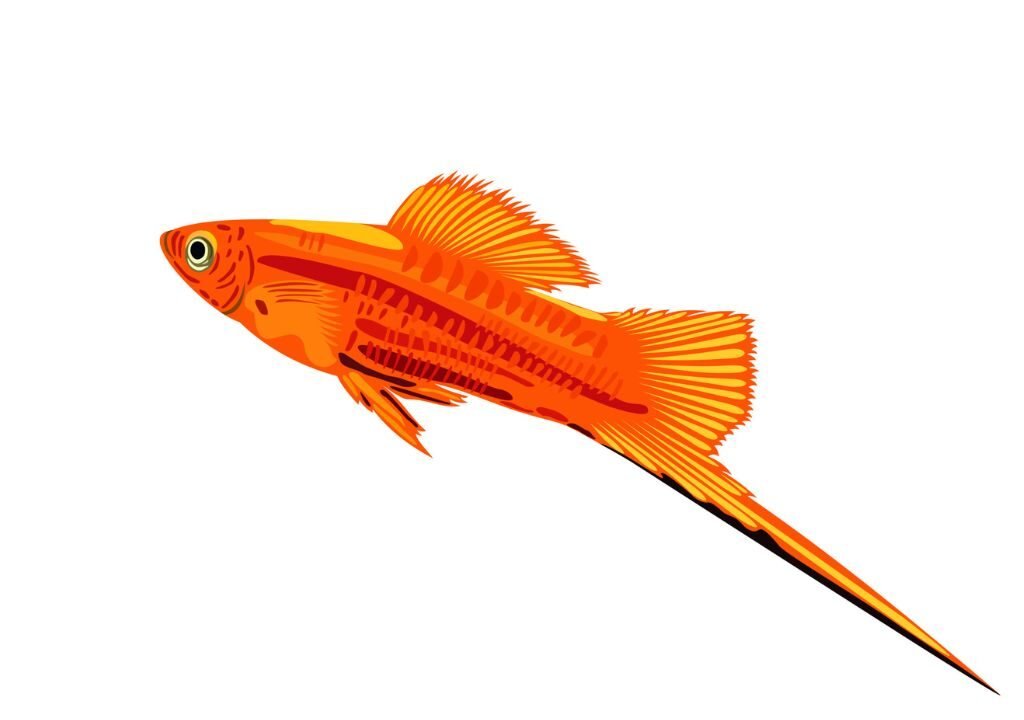 Swordtail Fish